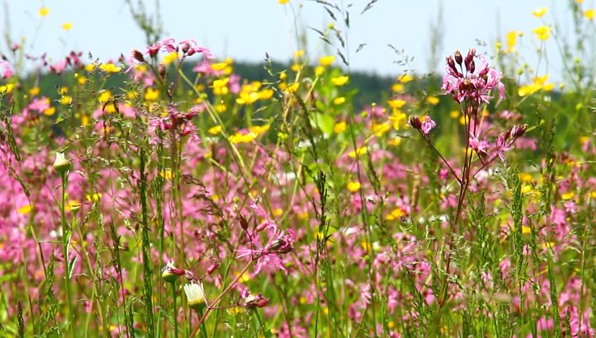 Pasture with colorful pink flowers.