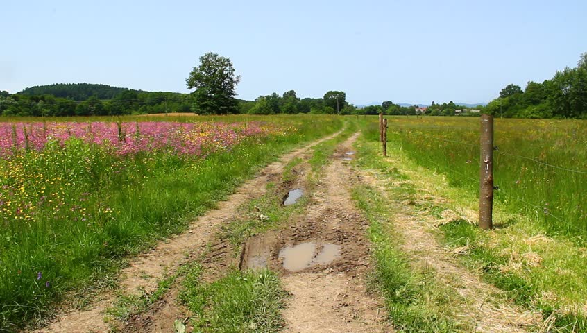 Pasture with colorful pink flowers.