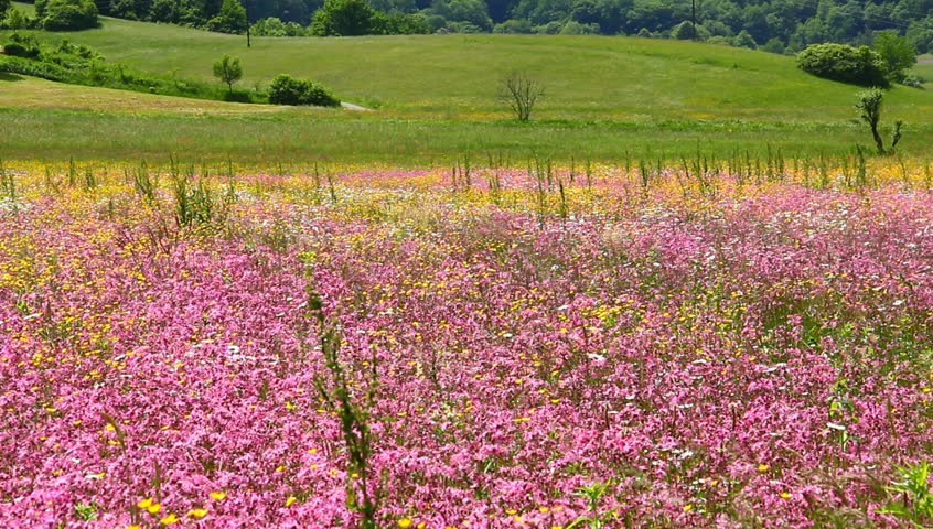 Pasture with colorful pink flowers.