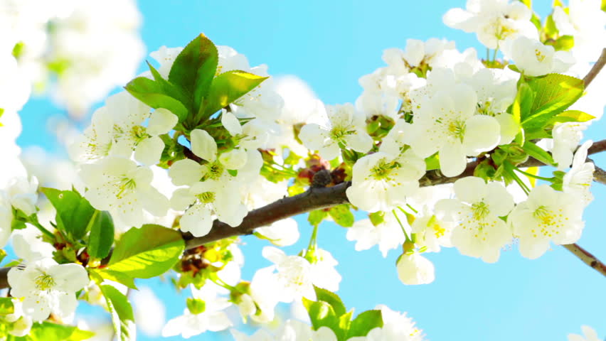apricot flowers blooming in spring