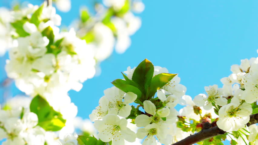 apricot flowers blooming in spring