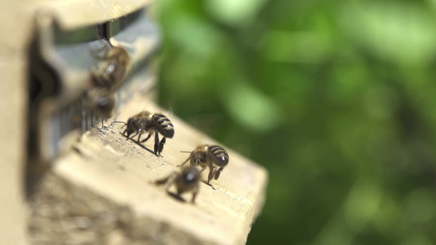 Honey bees swarming and flying around their beehive