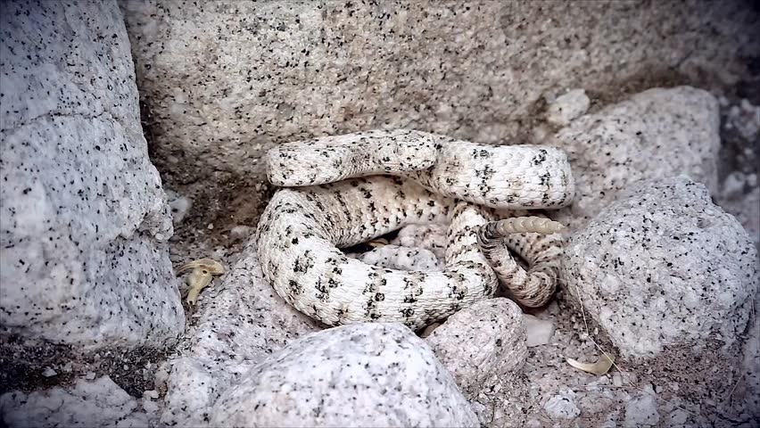 A rattlesnake rattles loudly. The WHITE Southwestern Speckled Rattlesnake (Crotalus mitchelli pyrrus) exists only in a single restricted mountain range. Amazingly well-camouflaged in the white granite