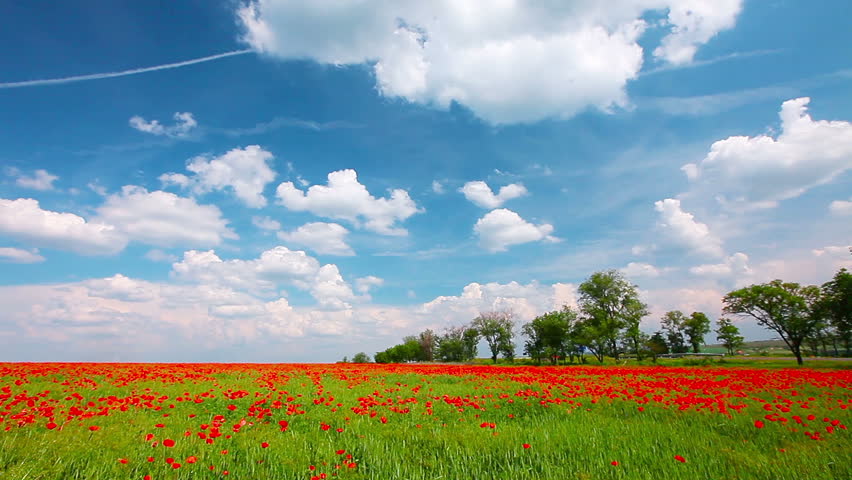 field of red poppies and cloudy sky