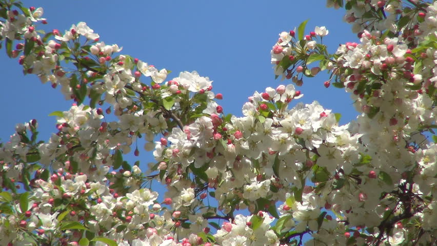 Blooming Trees Orchard, Spring Fruits Flowers, Springtime Foliage, Backgrounds