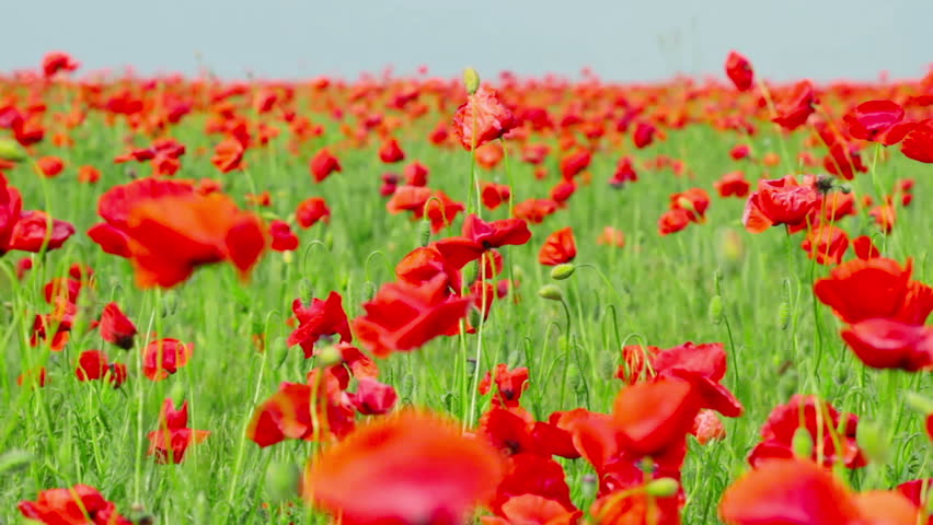 field of red poppies
