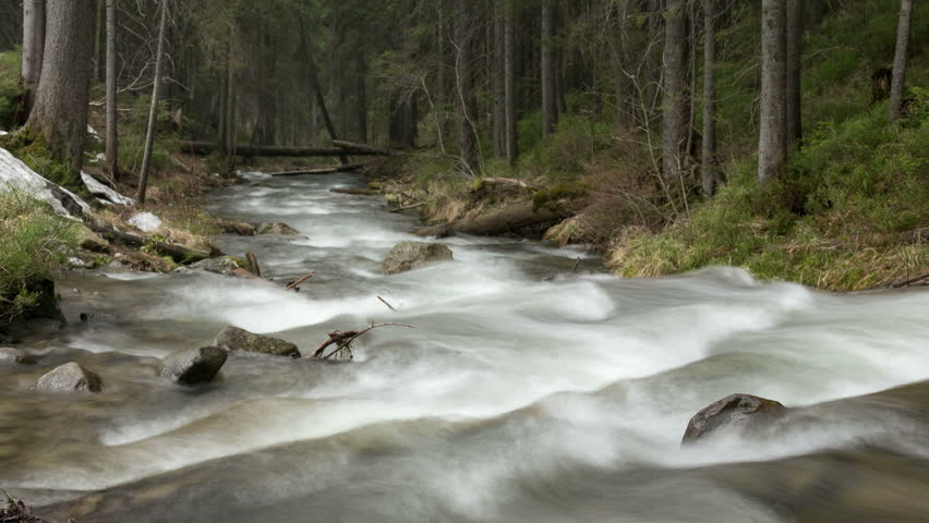 Water spring in forest. Time Lapse.