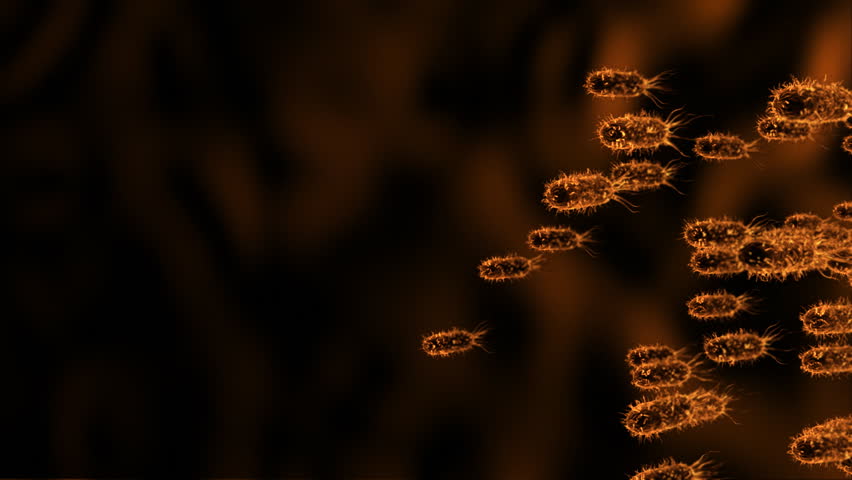 bacteria
