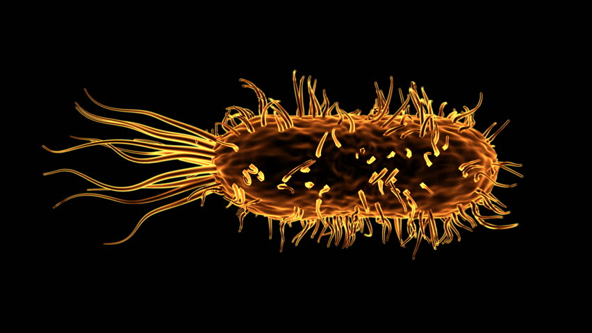 bacteria