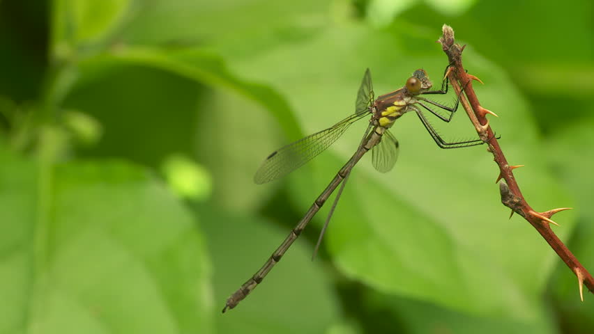 Header of Amber-Winged Spreadwing