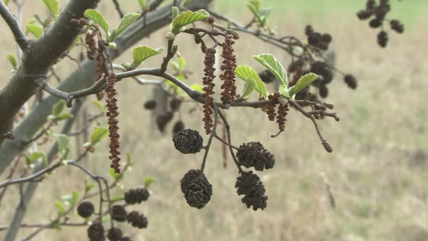 Male and female Alder catkins quiver in a light spring breeze. HD.