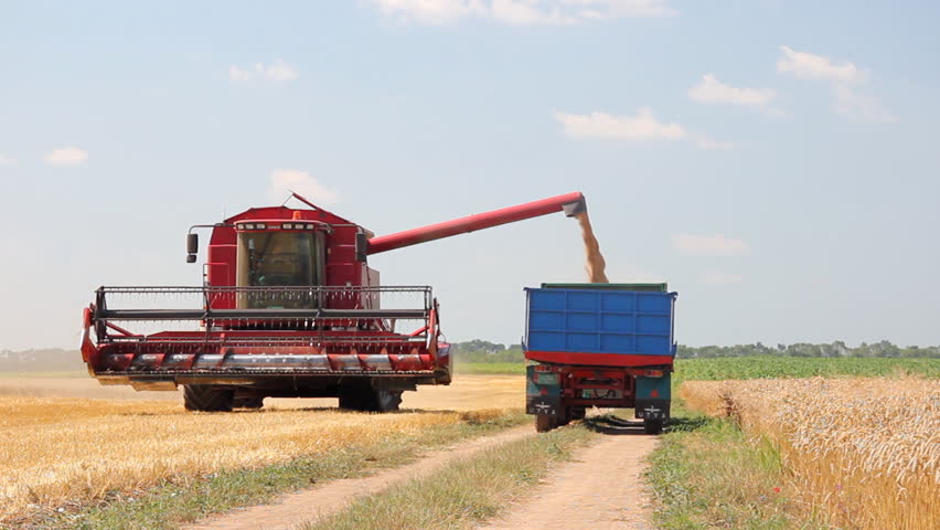 Combine harvester unloading wheat