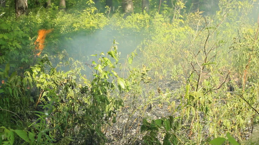 Fire in the forest  