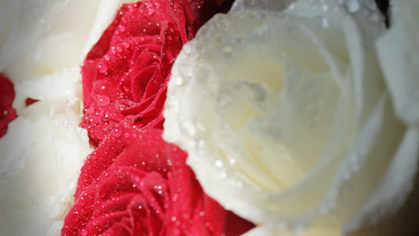 Water drop falling on rose