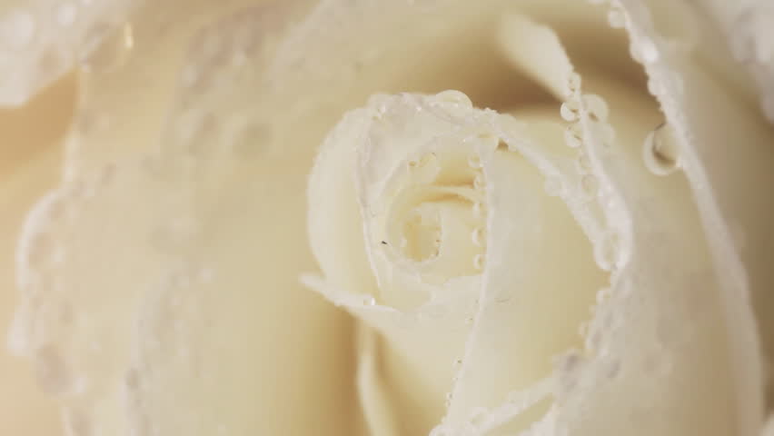 Water drop falling on white rose