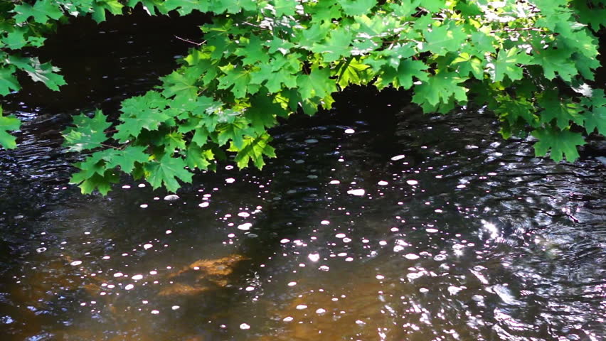A small creek in the shade of a spreading maple. Slow motion