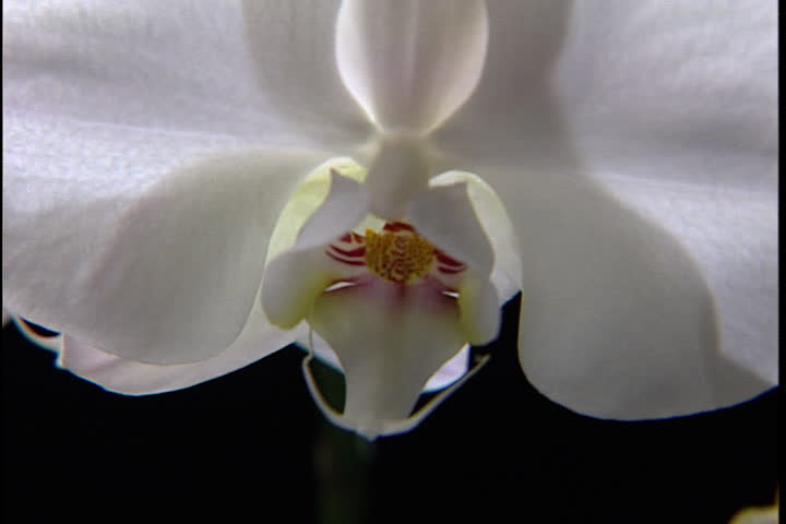 White orchid flowers against a black background.