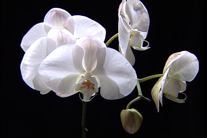 White orchid flowers against a black background.