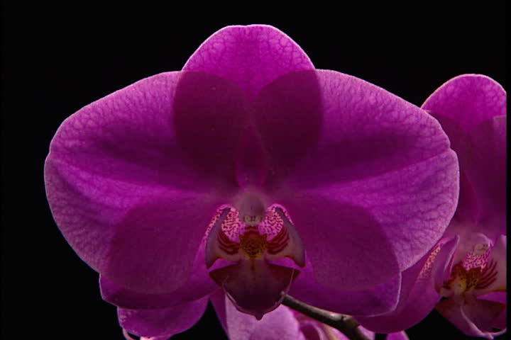 Magenta orchid flower against a black background.