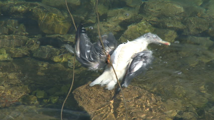 Dead seagull floating in the sea,  pollution concept