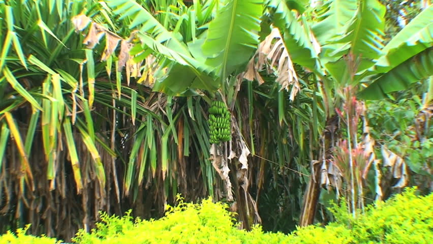 Plantain bananas growing in Papua New Guinea, Highland territory 