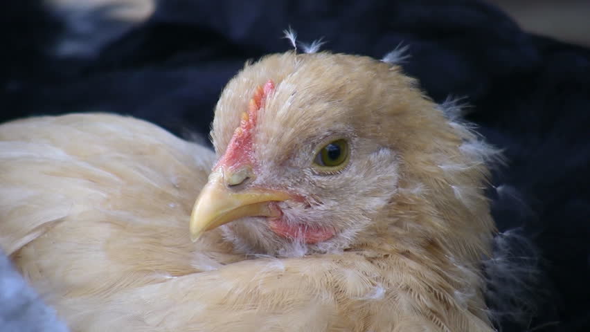 two clips of sleepy chicks