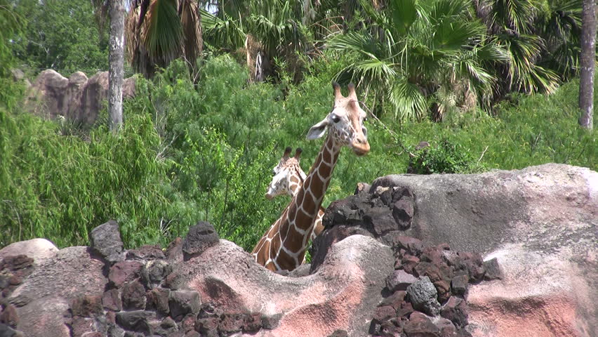 Video of a Giraffe in the Gladys Porter Zoo sanctuary in Brownsville TX. Eating and walking. Wildlife from Africa. Don Despain of Rekindle Photo