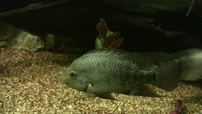 Video of a Cichlid fish and hundreds of new fry in an aquarium. Mother protecting the young. Wildlife. Don Despain of Rekindle Photo