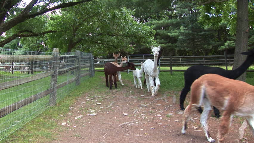 a curious alpaca looks into the camera while the herd heads to te pasture