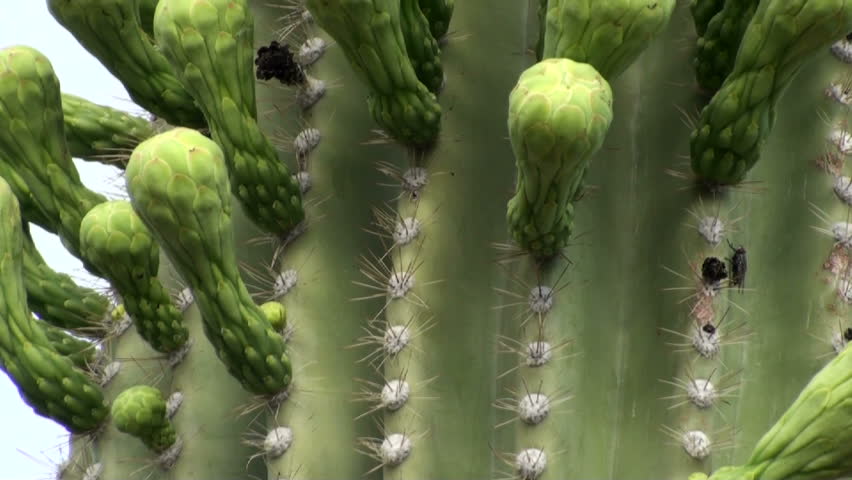 1920x1080 Upward pan of saguaro cactus ends in surprise burst of flowers, buds against deep blue sky