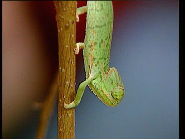 Chameleon climbing a branch