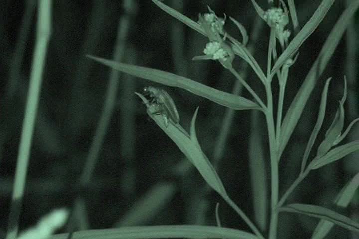 A peek into the night life of Lightning Bugs.