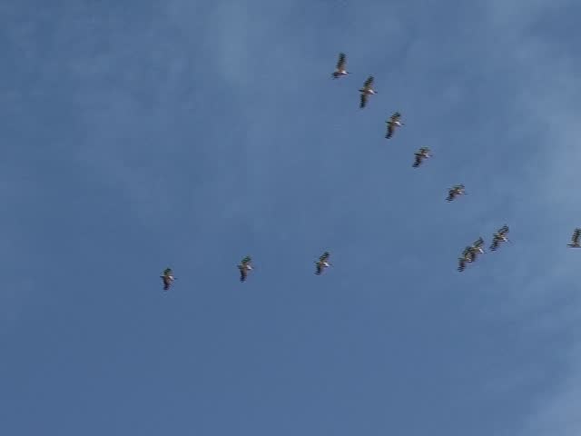 Flock of birds against a blue sky