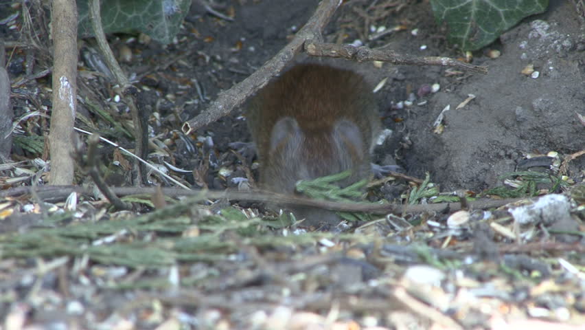 A mouse collects seed fallen from a bird feeder. HD.