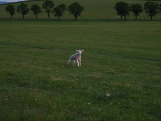 Running young lamb