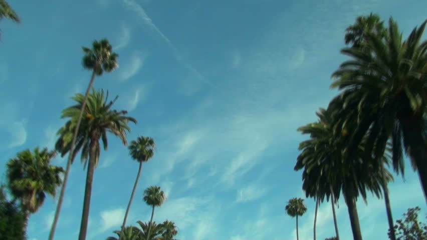 Palm Trees - HD