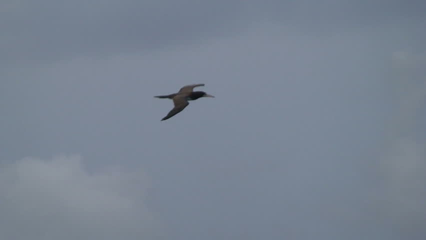 Bird in Flight 