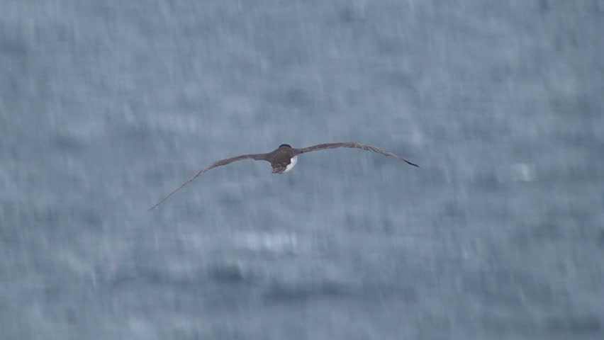 Seabird