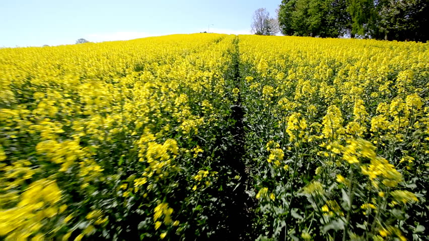 Yellow field with oil seed rape in early spring