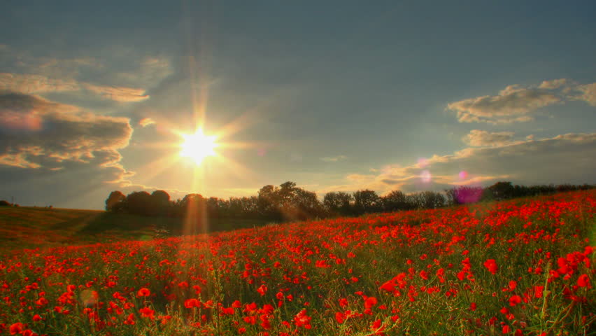 Sunset over poppies fields, high dynamic range time lapse clip