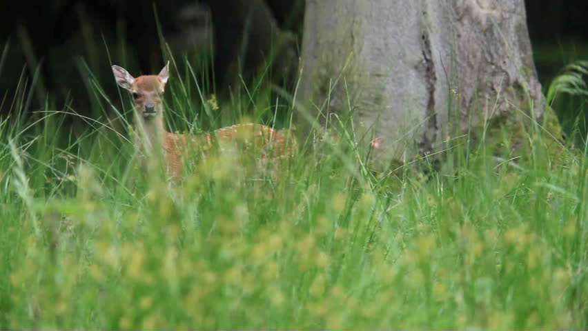 fawn