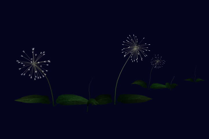 Dandelion blossoming