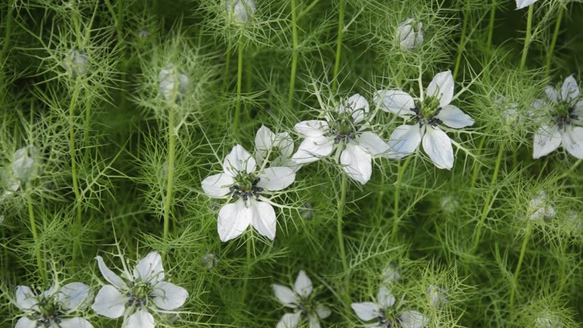 Header of love-in-a-mist