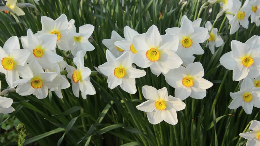 Header of Actaea