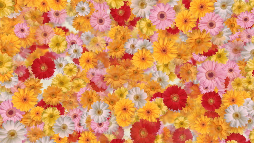 Gerbera flower backgrounds