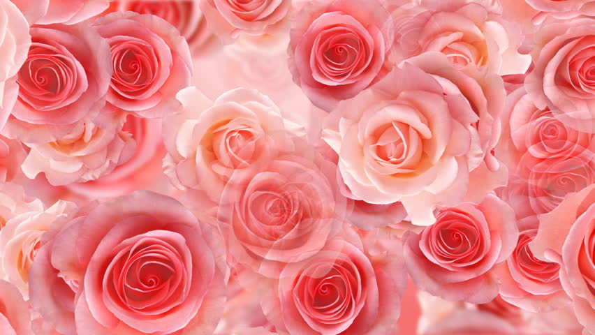Rose flower backgrounds