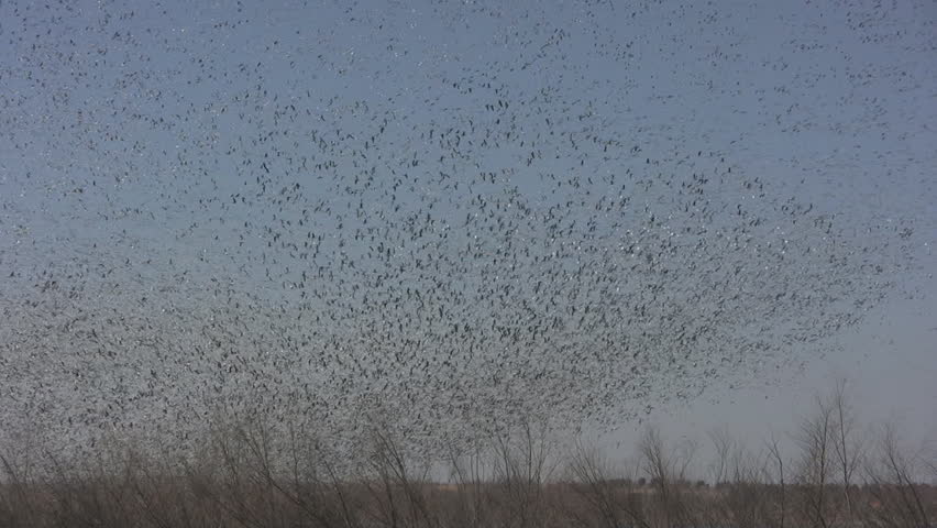 Snow geese swarming above lake