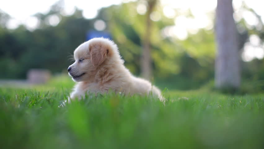 Puppy