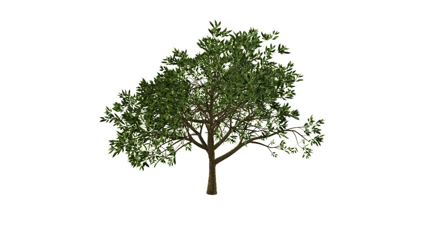 Growing Tree (Alpha Version available in Portfolio)