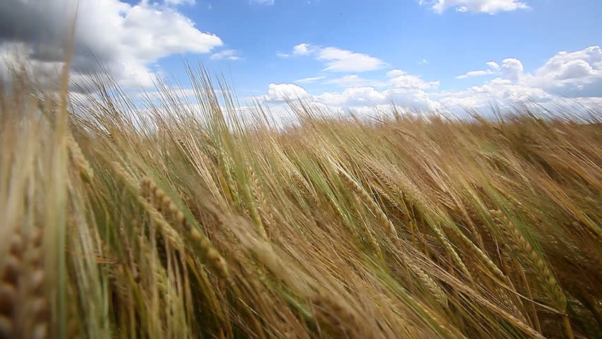  barley